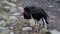 Black Stork