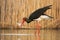 Black stork catching a fish in river in springtime nature