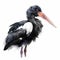 Black Stork, Ciconia, beautiful white black bird with long beak, watercolor style, isolated on white