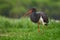 Black Stork - Ciconia nigra