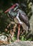 Black stork - Ciconia nigra