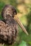 Black stork Ciconia nigra Close up portrait of stork, black fluffy feathers, long brown beak, diffused green background, juvenil