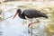 Black stork - Ciconia nigra - goes in the afternoon in a pond near the shore