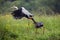 The black stork Ciconia nigra and gray heron Ardea cinerea fighting over fish. The black stork catches the wing of a flying