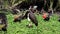 The black stork, Ciconia nigra. Large bird in the stork family Ciconiidae