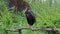 The black stork, Ciconia nigra. Large bird in the stork family Ciconiidae