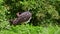 The black stork, Ciconia nigra. Large bird in the stork family Ciconiidae