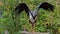 The black stork, Ciconia nigra. Large bird in the stork family Ciconiidae