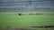 Black stork flying over green field
