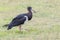Black stork foraging at savanna