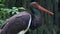 A black stork in forest