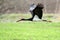 Black stork in natural habitat - Ciconia nigra