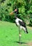 Black stork in the park