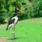 Black stork in the park