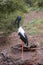 Black Stork standing amongst some vegetation