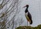 Black stork standing on a rock, common bird from Eurasia