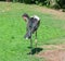 Black stork wildlife nature.