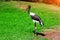 Black stork wildlife nature.