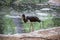 Black stork in a Zoo, Berlin