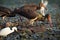 Black Storks feeding in water