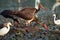 Black Storks feeding in water