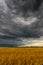 Black storm cloud above the wheat field