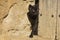 A black stray cat peeks out from behind an old door, Aragon, Spain