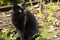 Black stray cat portrait with yellow eyes and attentive look outdoor in nature