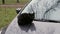 Black stray cat sits on the car to keep warm