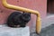 Black stray cat sits on the doorstep