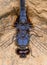 Black stream glider Dragonfly