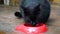 Black street cat eating out of a bowl and looking around