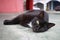 Black street cat lies on the street and rests