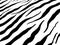 Black Stripes Background. Colorful Clothing. Stripes on White Background. Realistic Vector Zebra Skin. Luxury Pattern. Safari