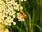 Black stripped fly with orange line in meadow, Lithuania