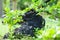 Black stump bonsai in the garden