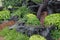 Black stump table in ornament plants