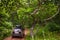 Black Subaru Forester with rooftop cargo carrier at forest road in summer