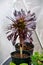 Black succulent plant Aeonium arboreum Schwarzkopf Black Rose growing in winter greenhouse