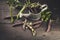 Black sugar peas in a decorative watering can on a dark rustic background. Vintage composition. Farm Organic Products Concept.