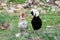 Black sultan chiken and Brahma chicken