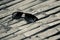 Black sunglass kept on a bamboo surface stock photo