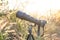 Black super telephoto lens and digital camera body on tripod in wild grass flower field