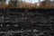 Black surface of the rural field with a burned grass. Effects of grass fire on soils. Charred grass after a spring fire.