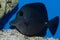 Black Surgeonfish