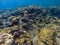 Black surgeonfish swimming by coral reef