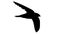 Black swallow. Black bird. Icon vector on white background
