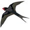 Black swallow in a natural style flies spread its wings, isolated object on a white background, vector illustration