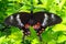 Black swallow tail butterfly