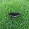 Black swallow tail butterfly on the grass